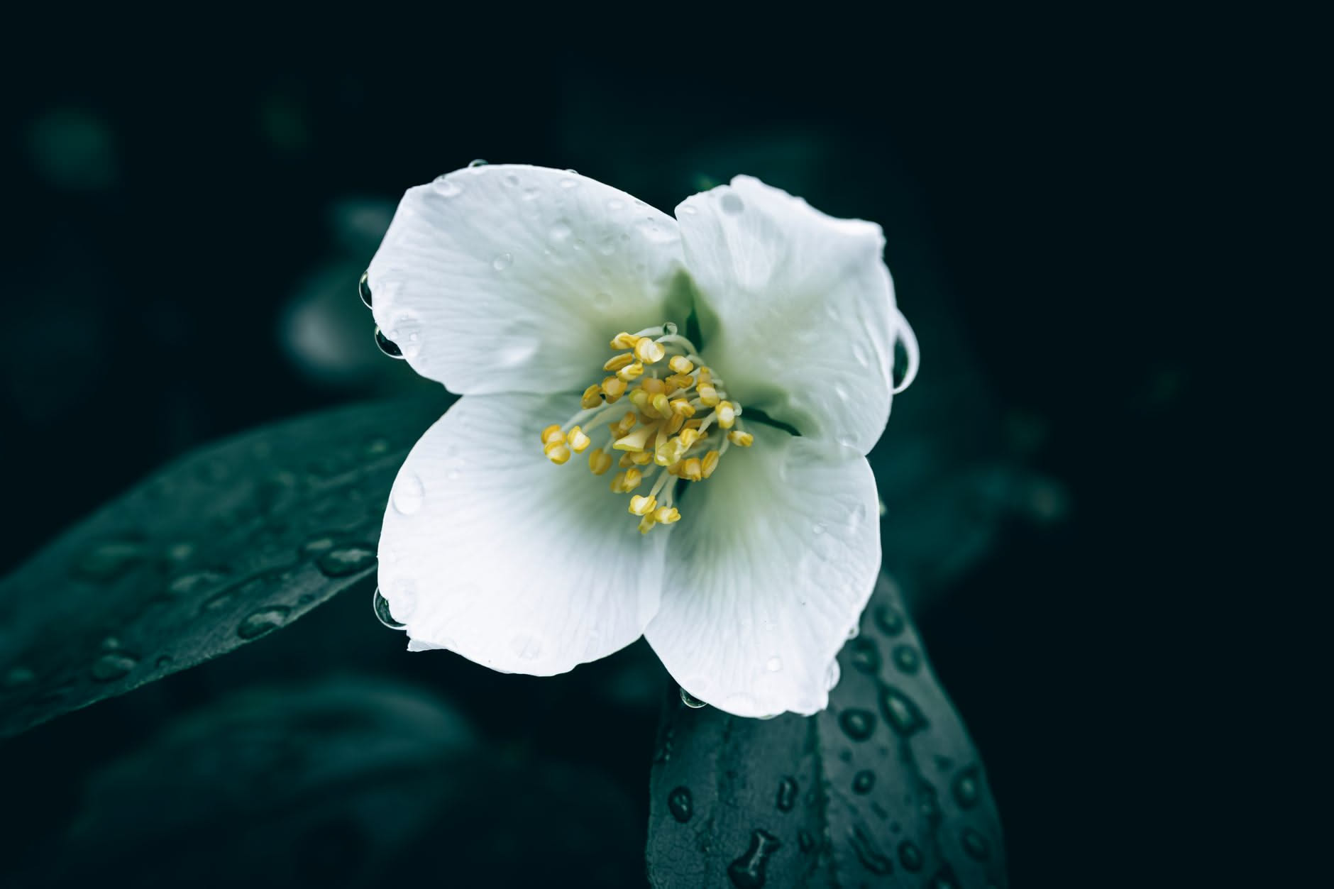 Sezione trasversale della cavità nasale e dei bulbi olfattivi umani, con cellule sensoriali illuminate e connessioni neurali verso il cervello su sfondo azzurro scuro