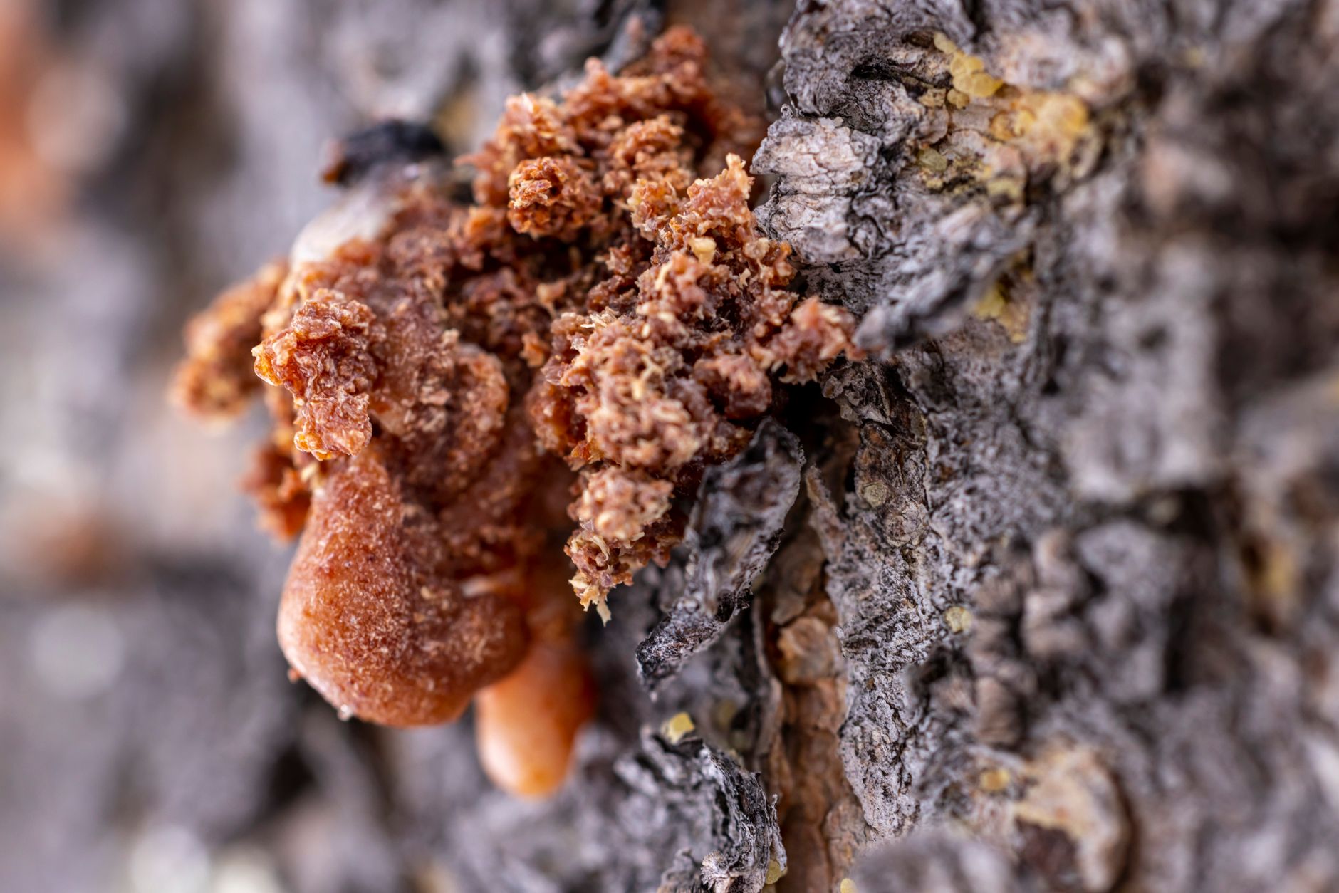 Resina ambrata che cola dalla corteccia ruvida di un albero, ripresa da vicino