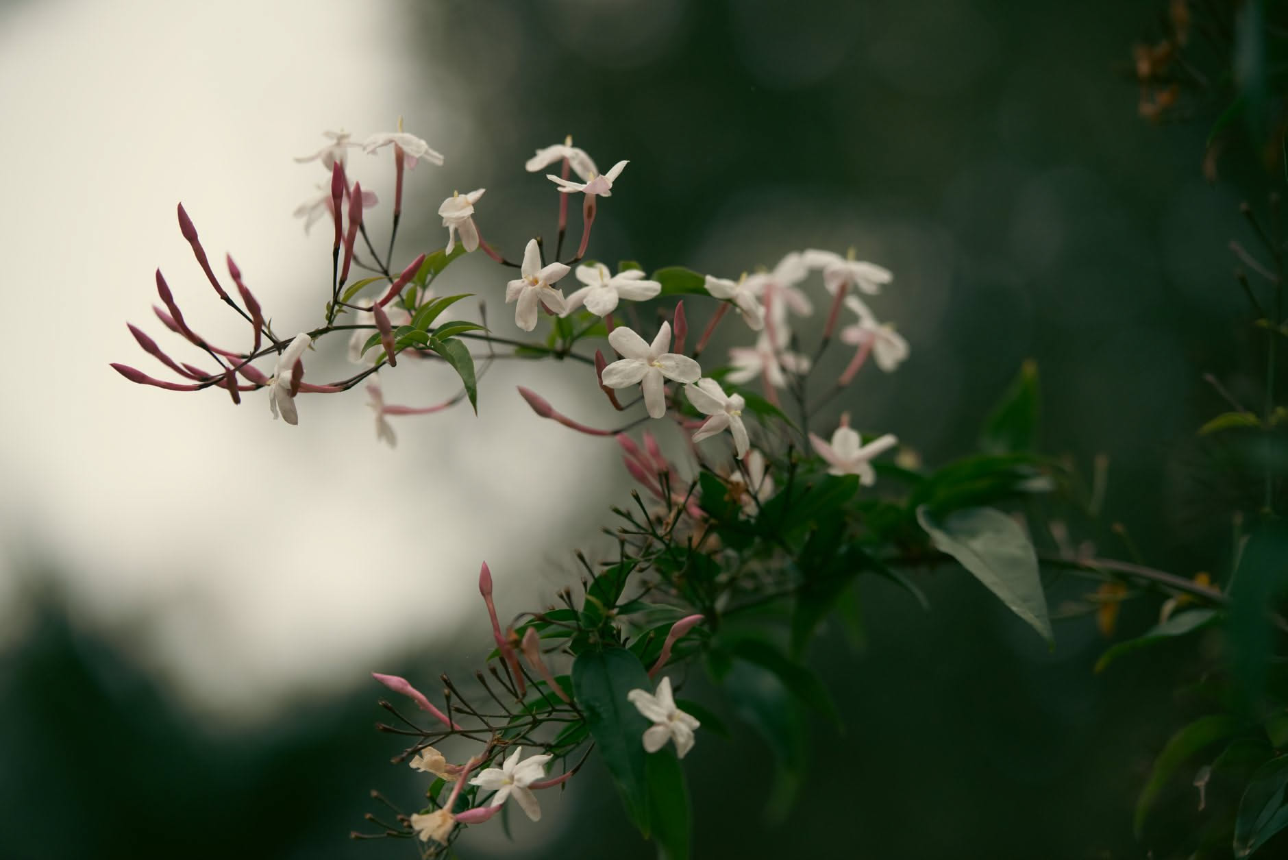 Il gelsomino in profumeria: il fiore che ha cambiato la storia delle fragranze