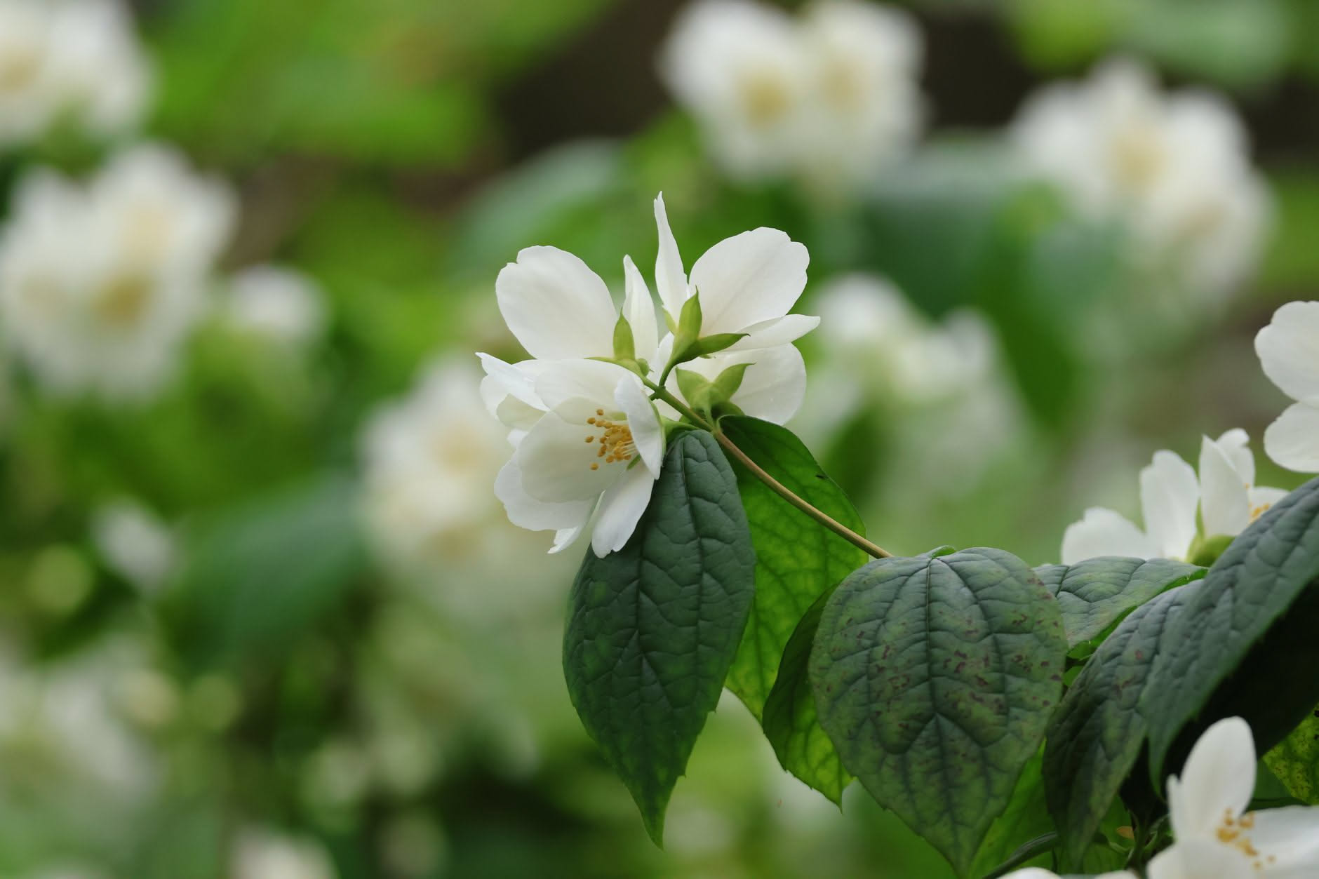 Fiori bianchi e steli verdi accanto a un flacone di vetro scuro