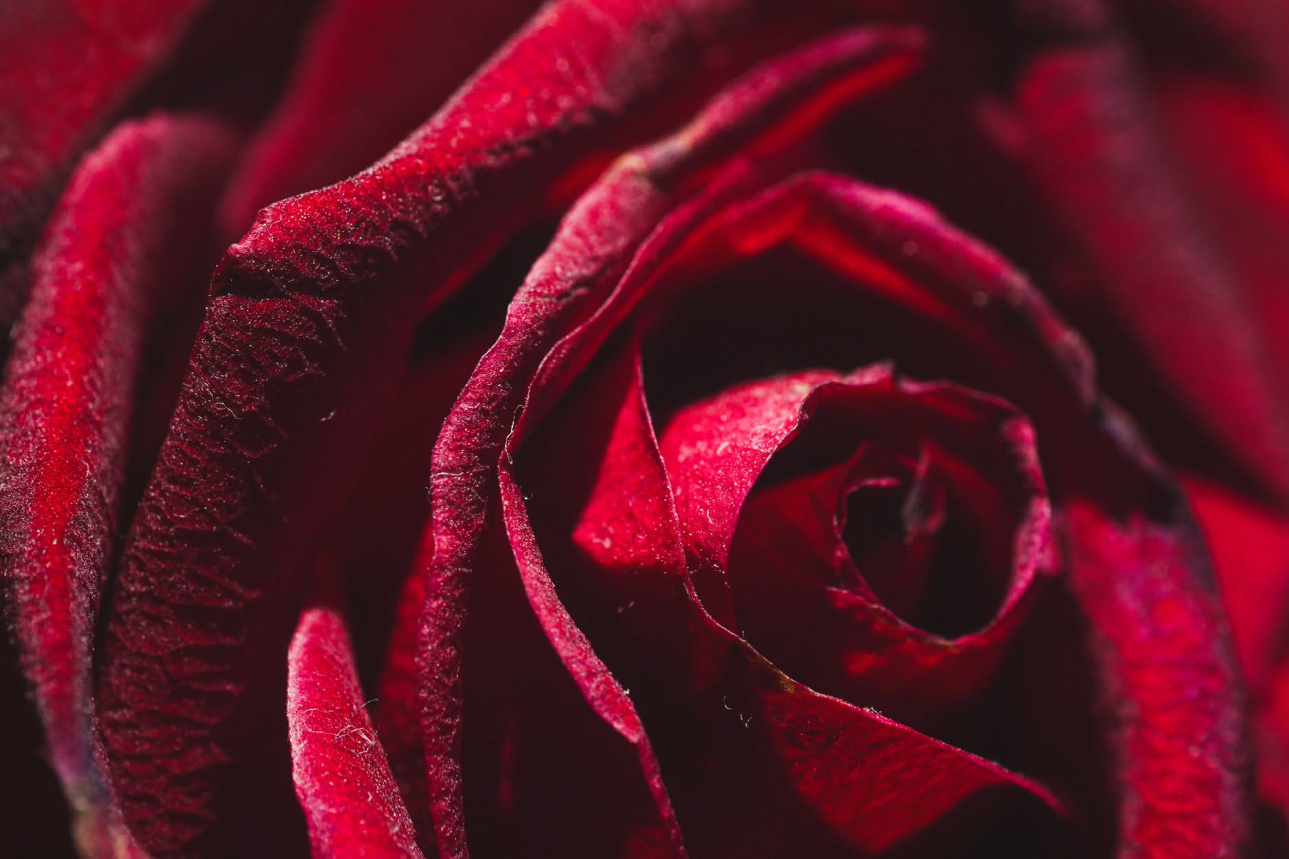 La rosa nei profumi: perché è ancora una materia prima fondamentale