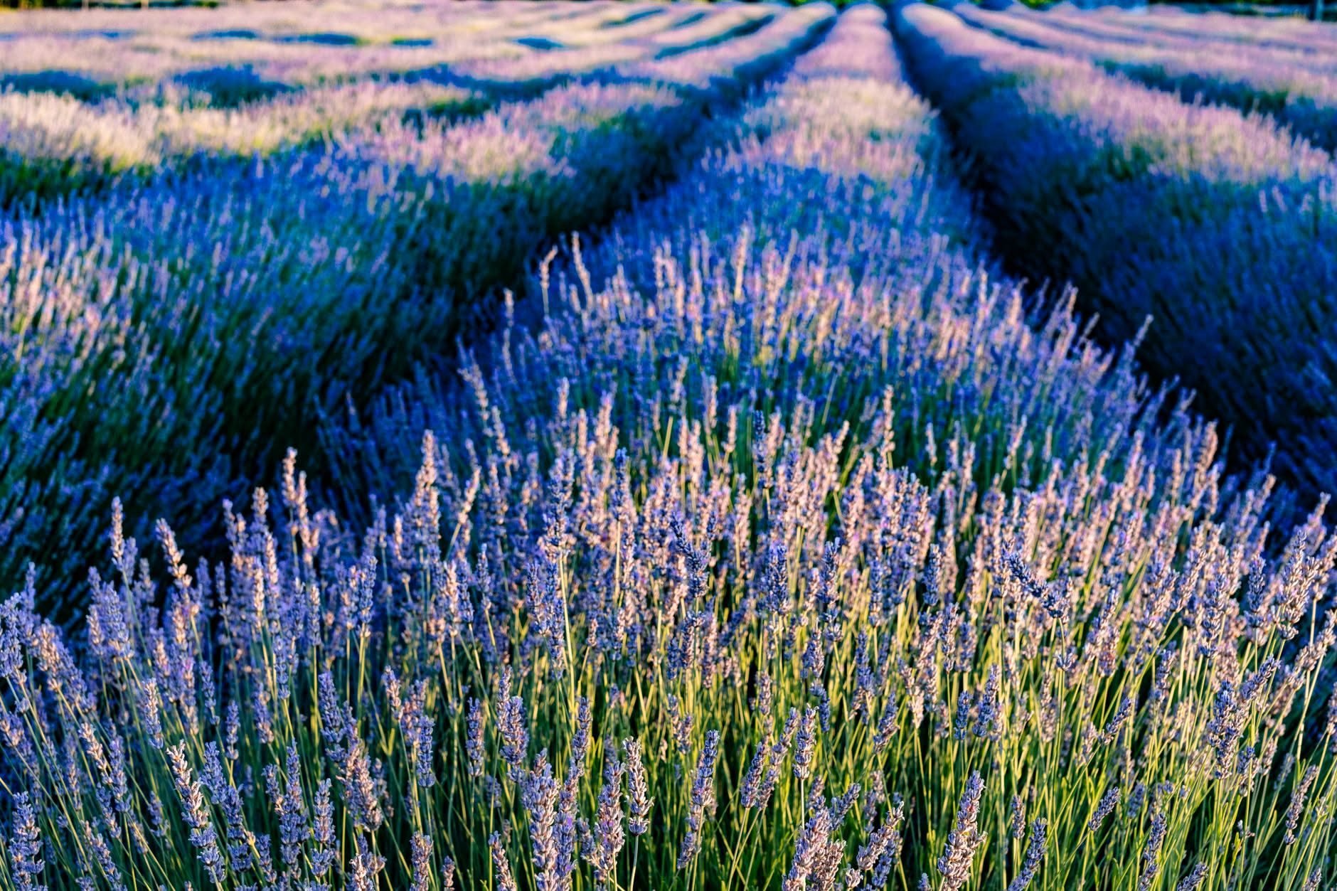 Lavanda: il grande classico delle fragranze