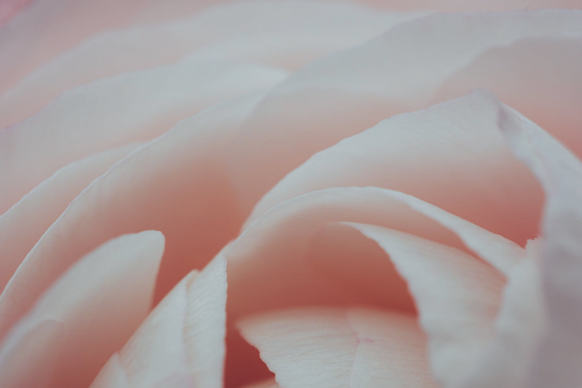 Pelle secca o pelle grassa: cambia la resa di un profumo?